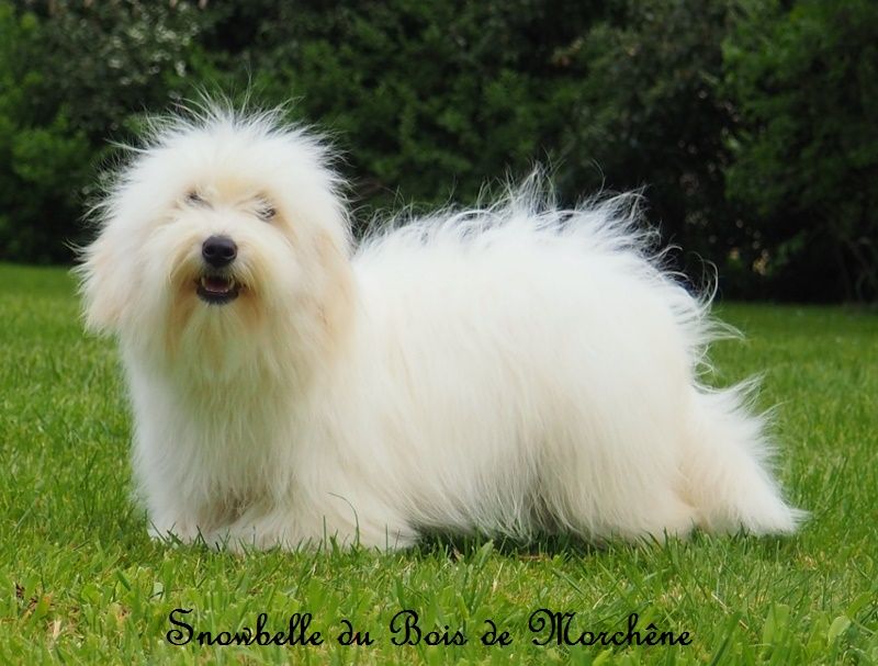 Snowbelle du bois de Morchène