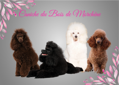 Du Bois De Morchène