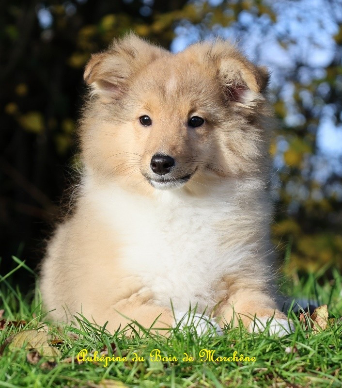 Shetland Sheepdog - Femelles Shetland Fauve - du bois de Morchène