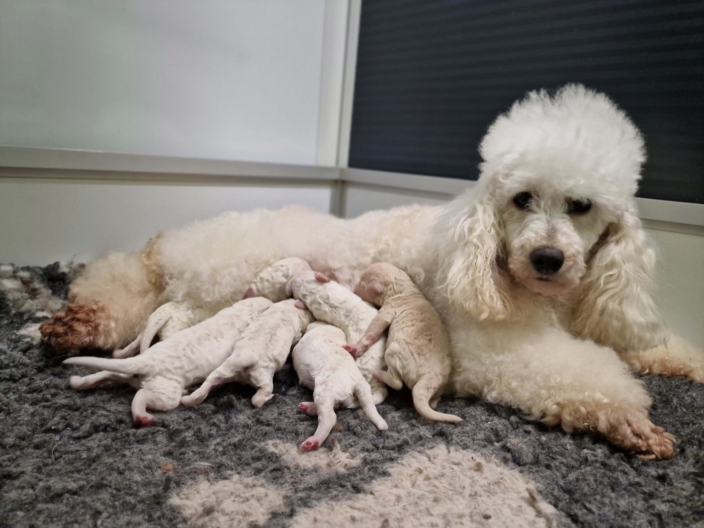 Belle demoiselle - Caniche