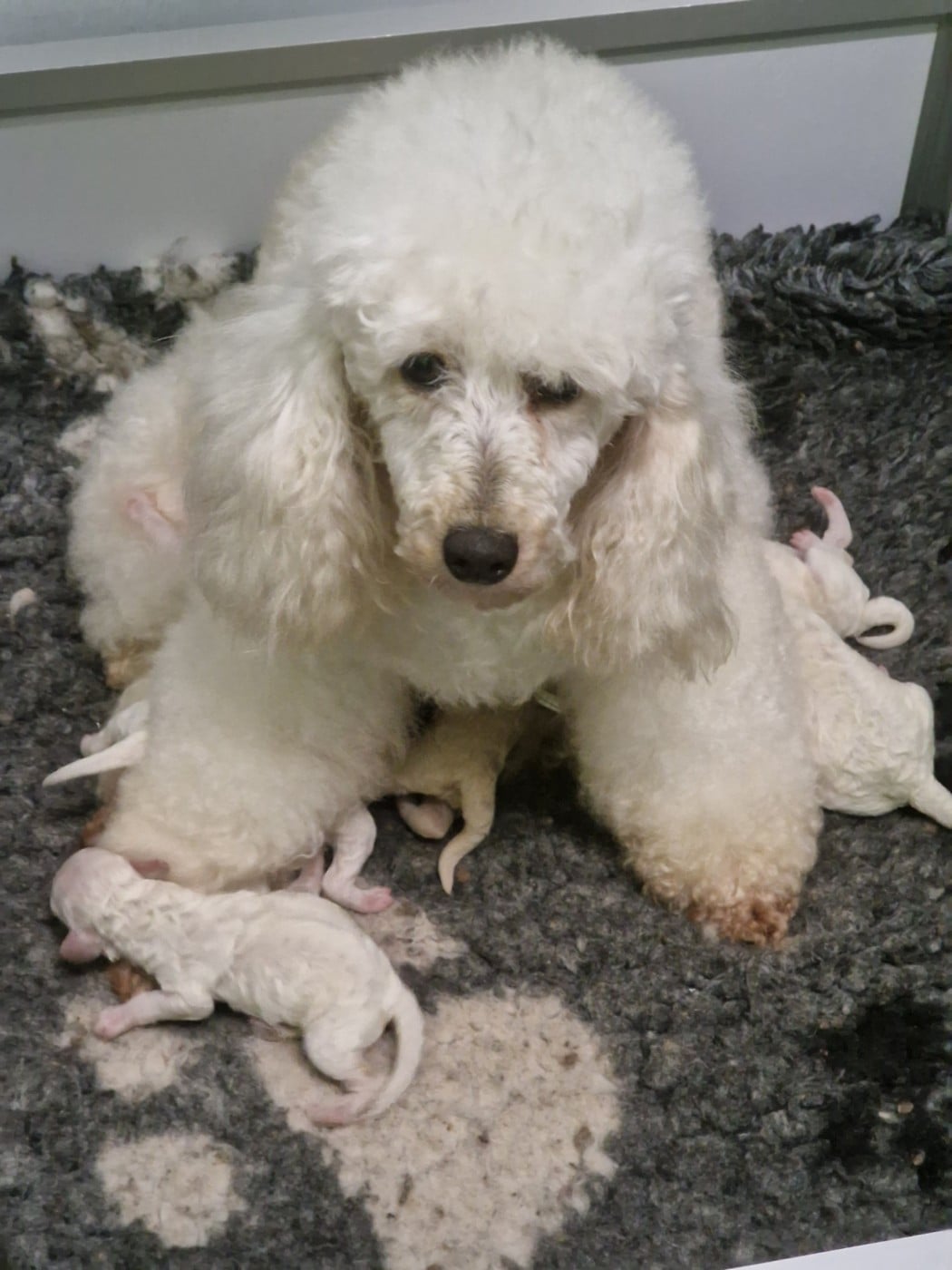 Bella white - Caniche