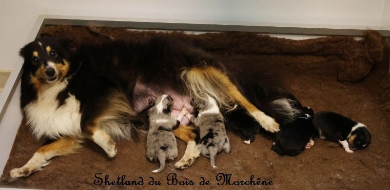 Shetland Sheepdog - Du Bois De Morchène