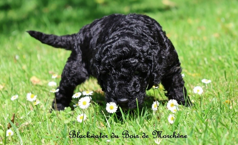 Blackwater