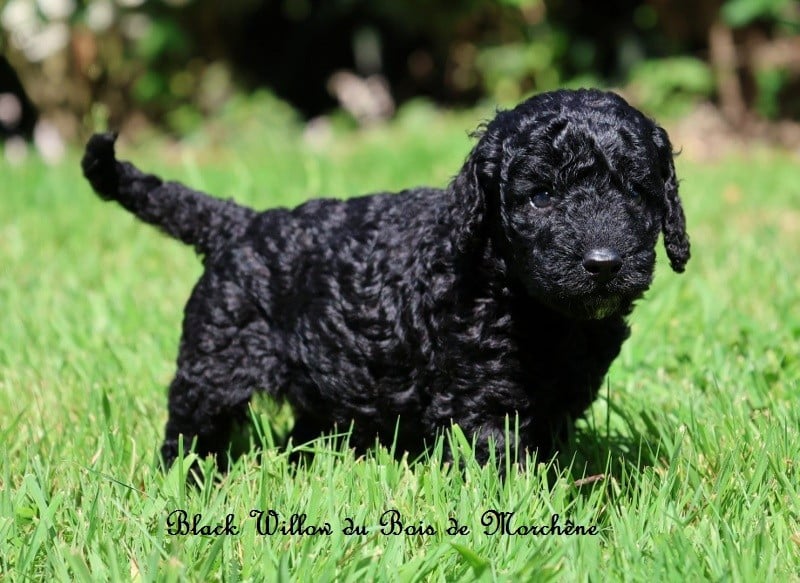Black Willow