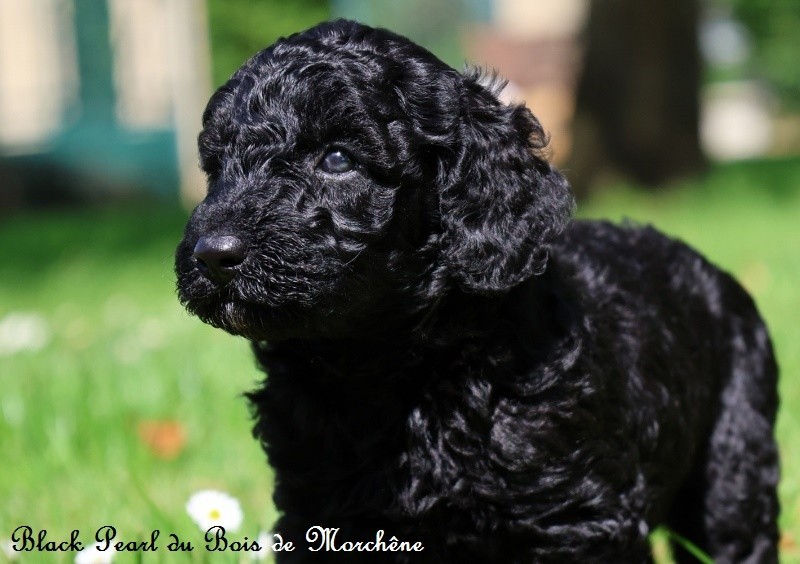 Black Pearl