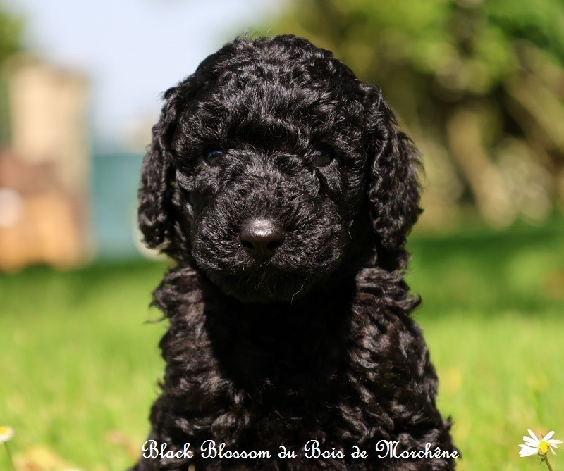 Black Blossom