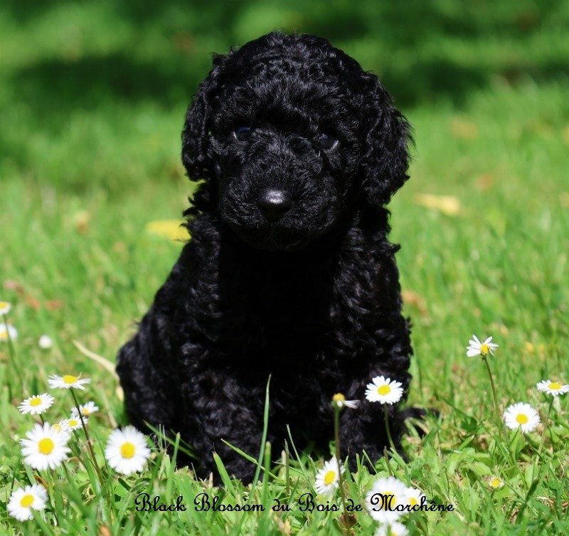 Black Blossom