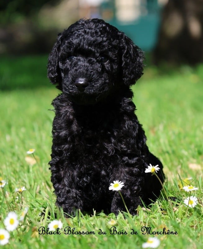 Black Blossom