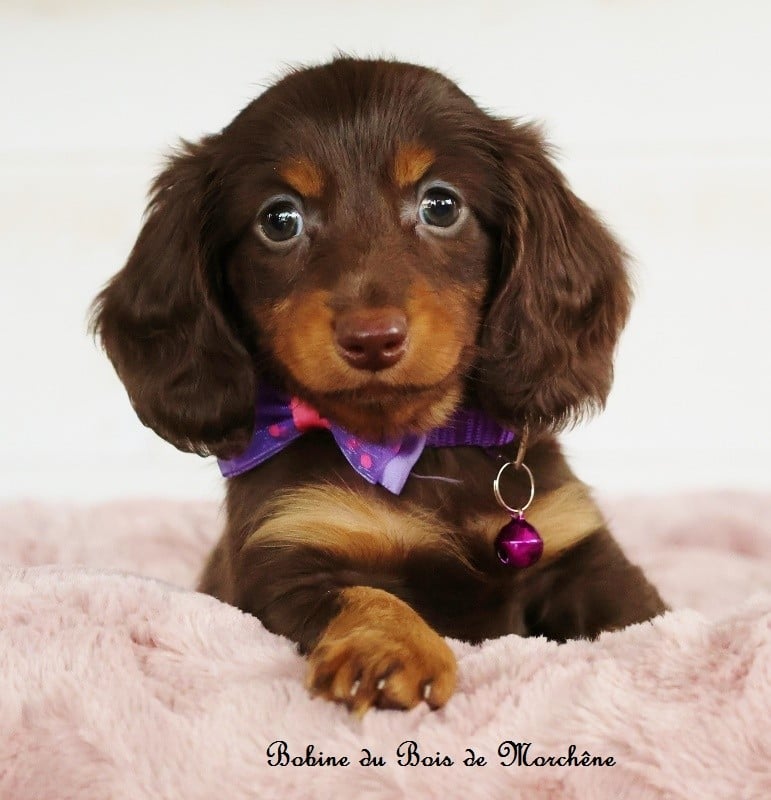 Bobine
