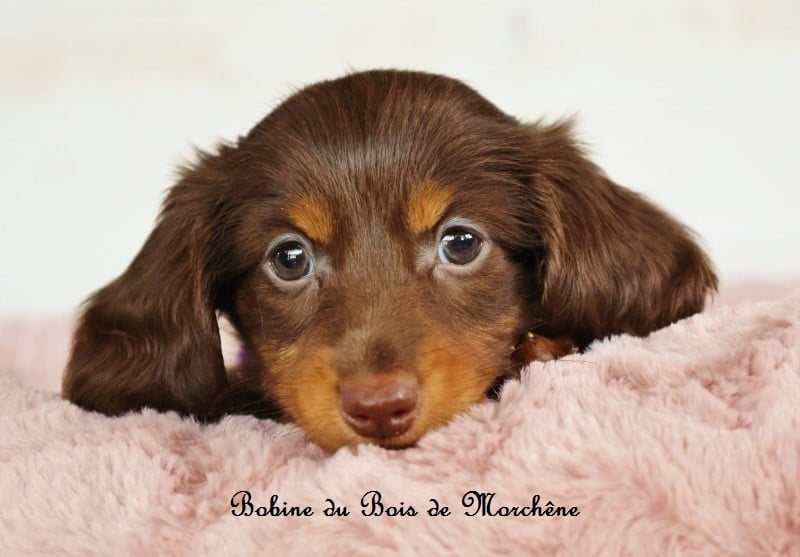 Bobine