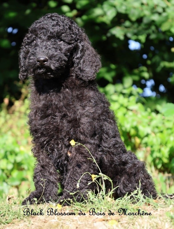 Black Blossom