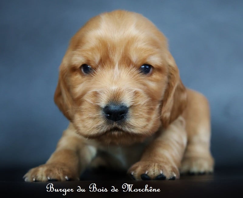 Burger - Cocker Spaniel Anglais