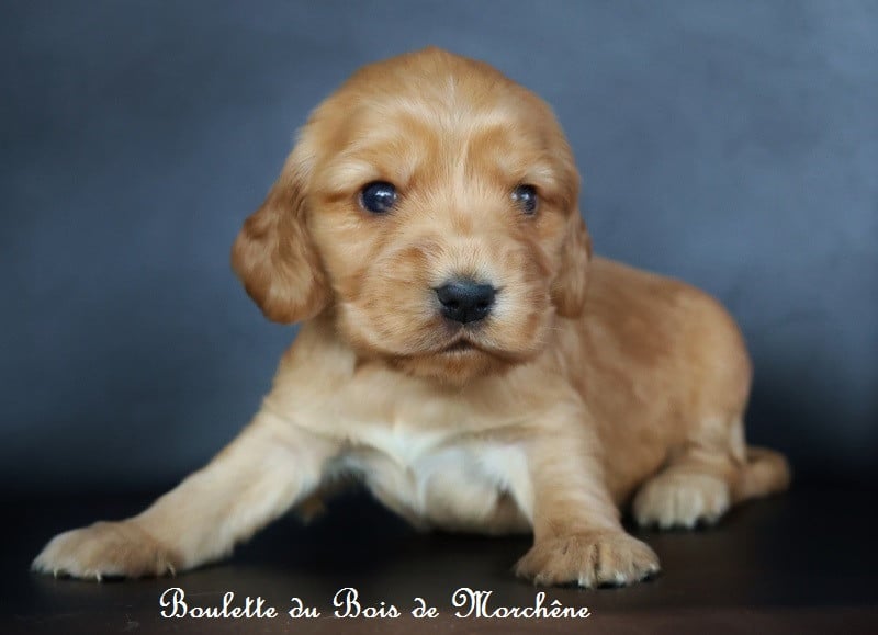 Boulette - Cocker Spaniel Anglais