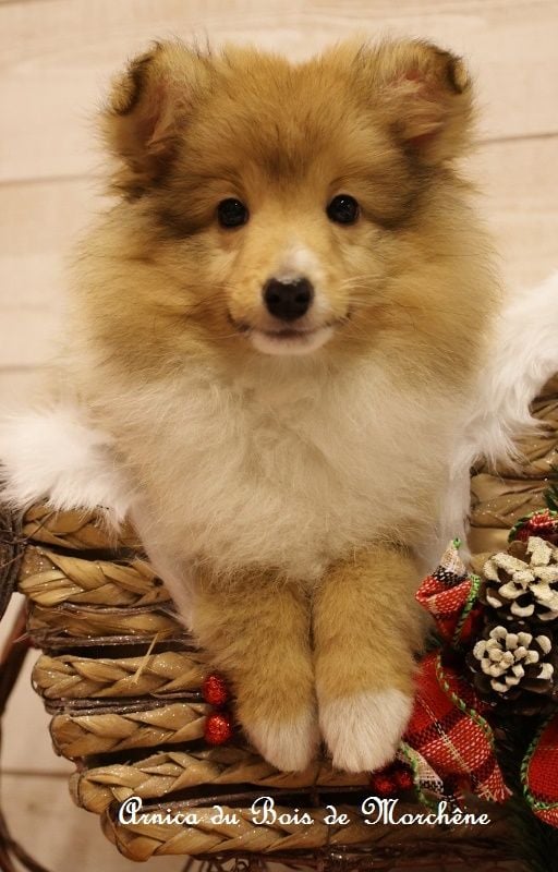Shetland Sheepdog - Femelles Shetland Fauve - du bois de Morchène