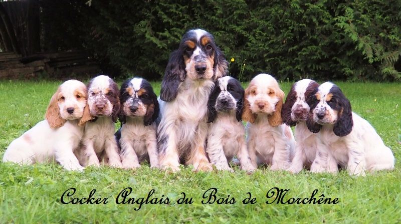 Chiots Cocker Anglais A Vendre
