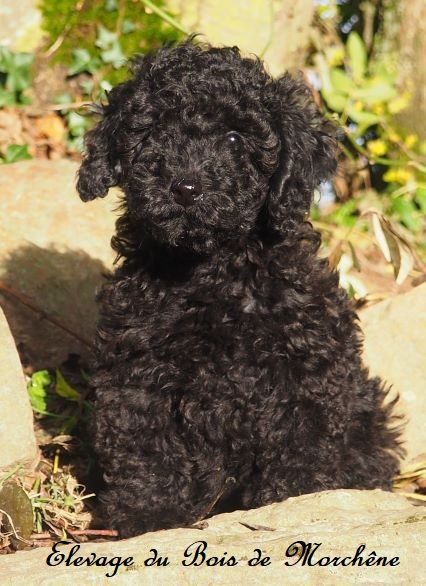 CHIOT - Caniche