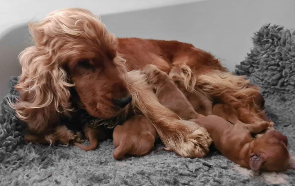 Chiots Cocker Anglais Vendre
