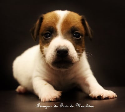 Les chiots de Jack Russell Terrier