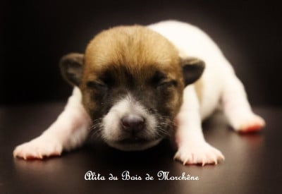 Les chiots de Jack Russell Terrier