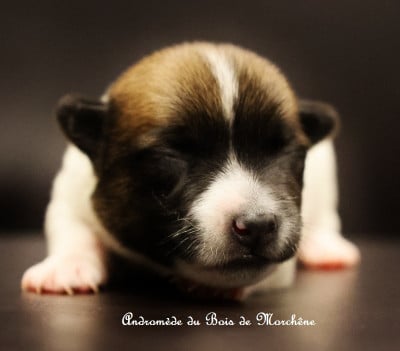 Les chiots de Jack Russell Terrier