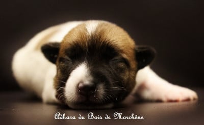 Les chiots de Jack Russell Terrier