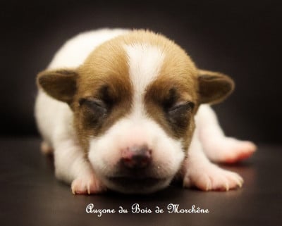 Les chiots de Jack Russell Terrier