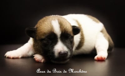 Les chiots de Jack Russell Terrier