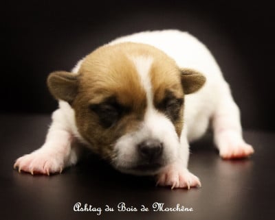 Les chiots de Jack Russell Terrier