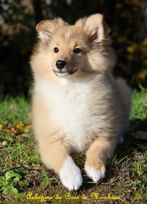 Les chiots de Shetland Sheepdog