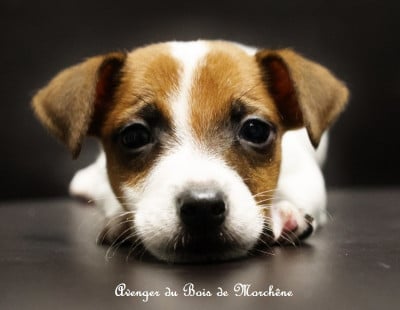 Les chiots de Jack Russell Terrier