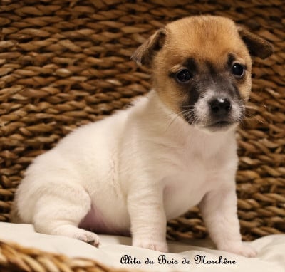Les chiots de Jack Russell Terrier