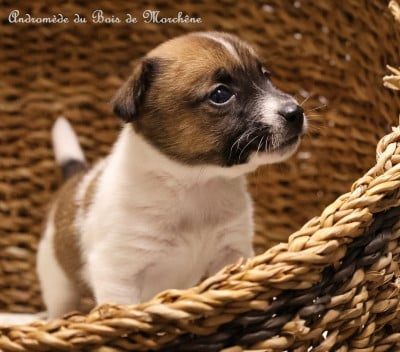 Les chiots de Jack Russell Terrier