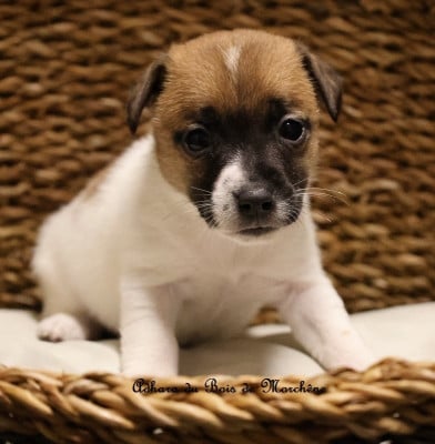 Les chiots de Jack Russell Terrier