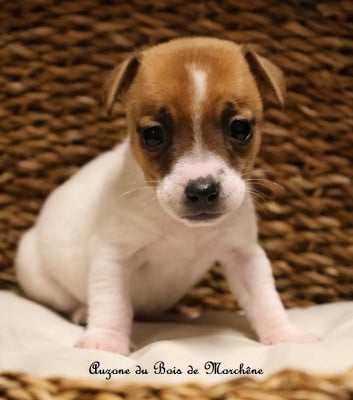 Les chiots de Jack Russell Terrier