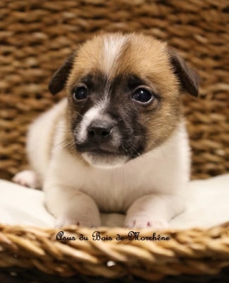 Les chiots de Jack Russell Terrier