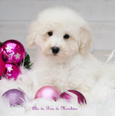 Les chiots de Caniche