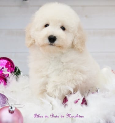 Les chiots de Caniche