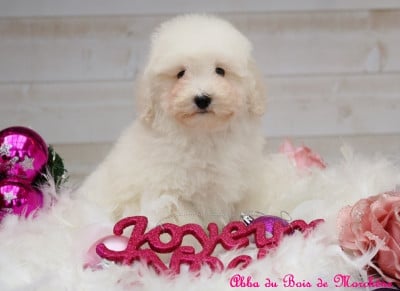 Les chiots de Caniche