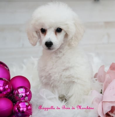 Les chiots de Caniche