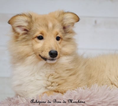 Les chiots de Shetland Sheepdog