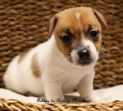 Les chiots de Jack Russell Terrier