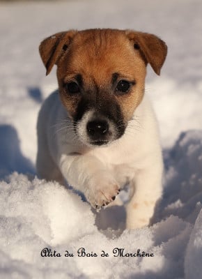 Les chiots de Jack Russell Terrier
