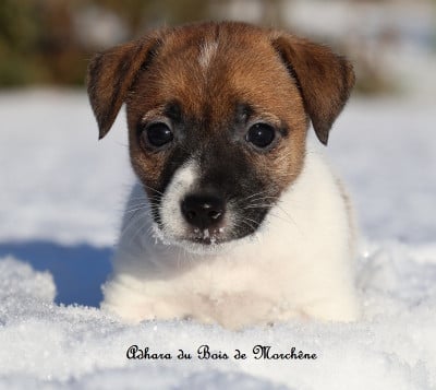 Les chiots de Jack Russell Terrier