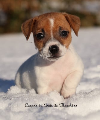Les chiots de Jack Russell Terrier