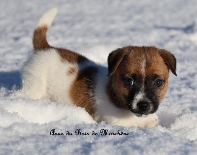 Les chiots de Jack Russell Terrier