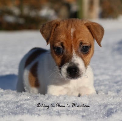 Les chiots de Jack Russell Terrier