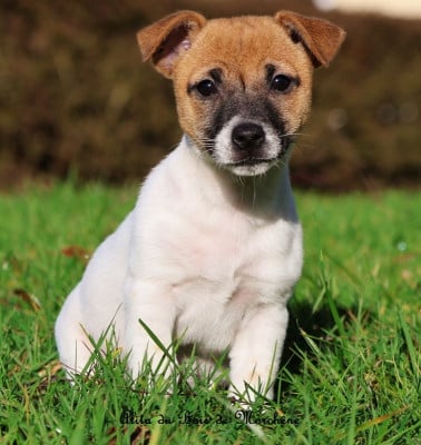 Les chiots de Jack Russell Terrier