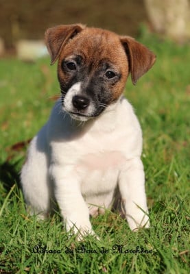 Les chiots de Jack Russell Terrier