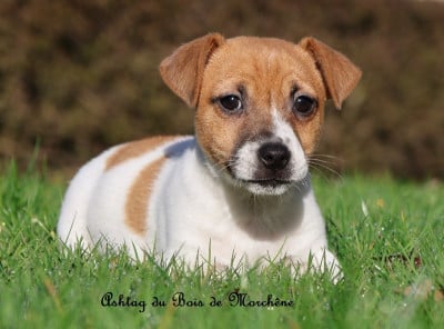 Les chiots de Jack Russell Terrier