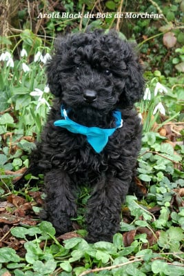 Les chiots de Caniche